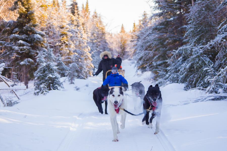 Dogsledding in Allardville (Chien Aventures)