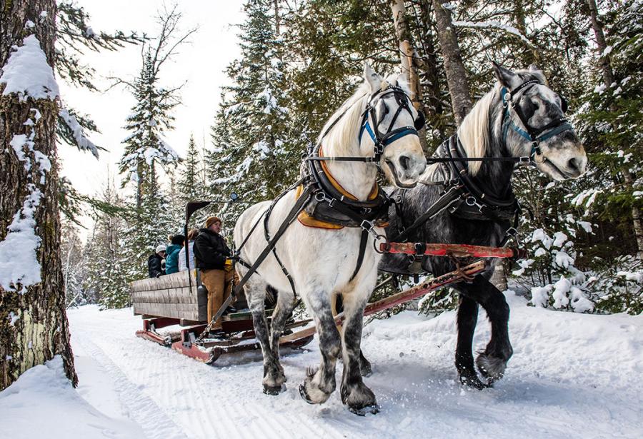 Sleigh ride in the nature of Mactaquac Provincial Park