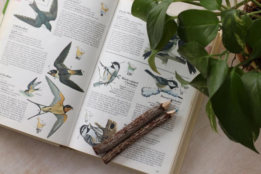 Black-capped Chickadee Book