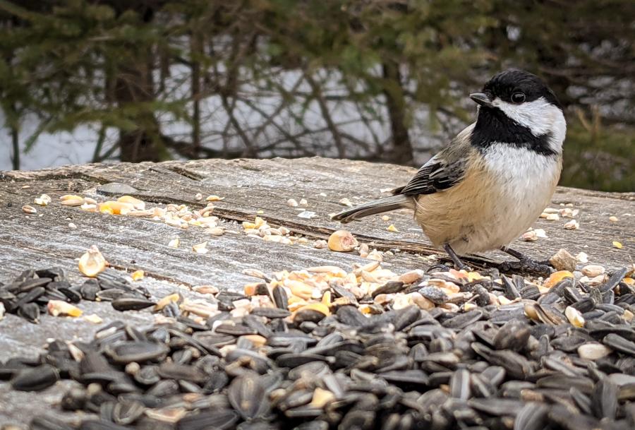 Chickadee at feeder