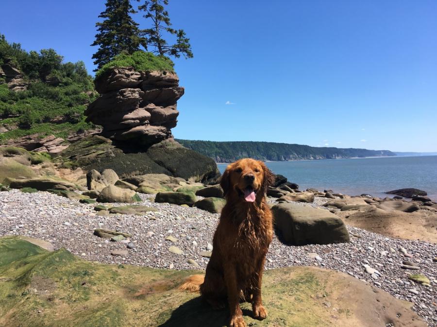 Alex Mayberry's dog hiking the Fundy coast
