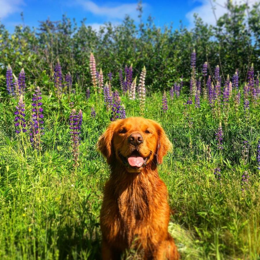 Alex Mayberry's dog with lupines