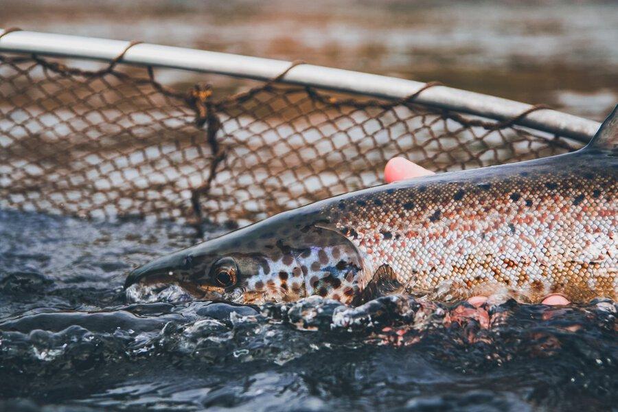 Striped bass bonanza on New Brunswick's Miramichi River • Outdoor Canada