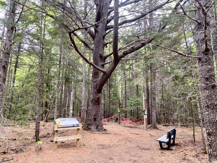 A welcoming bench along Pines Trail, Kouchibouguac National Park