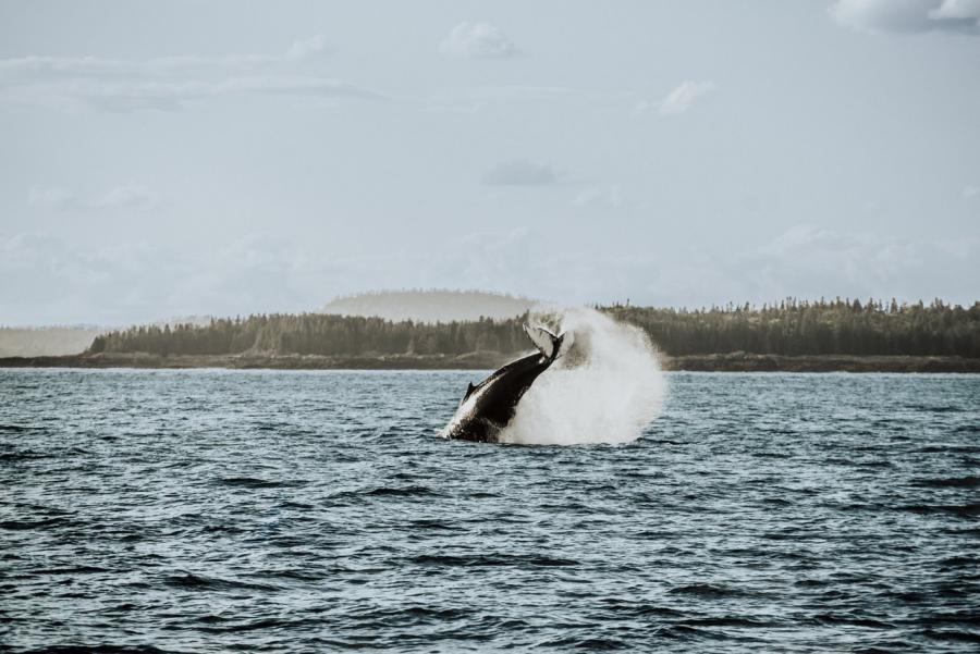 Whale-watching, Saint Andrews