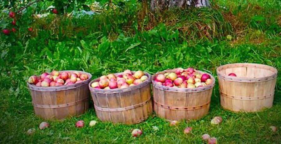 Apple Baskets