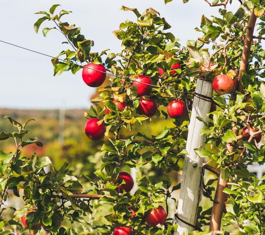 Farmer Fred's - CORTLAND APPLES $18/BUSHEL..at Farmer Fred's