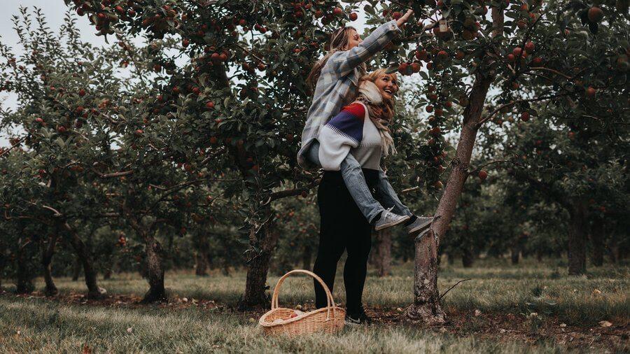 Team work at Verger Belliveau Orchard