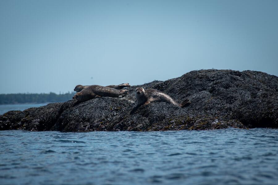 Deer Island seals lounging in the sun