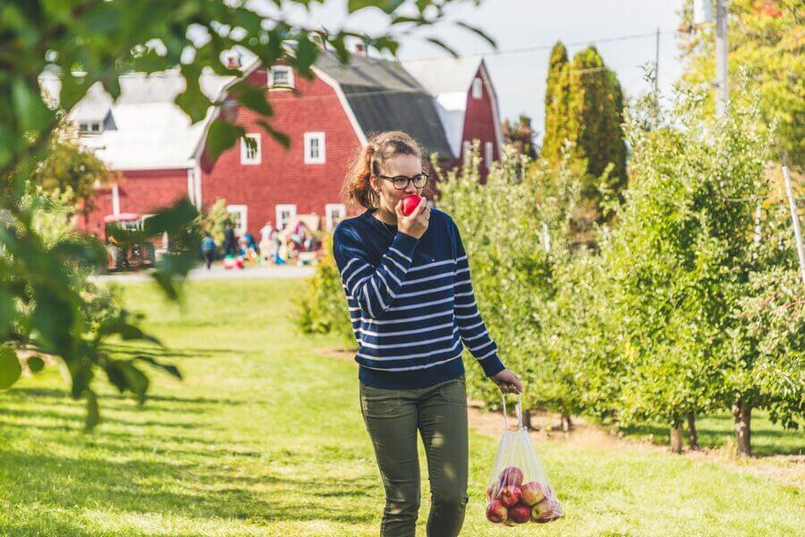 Everett Family Orchard, Island View (near Fredericton)