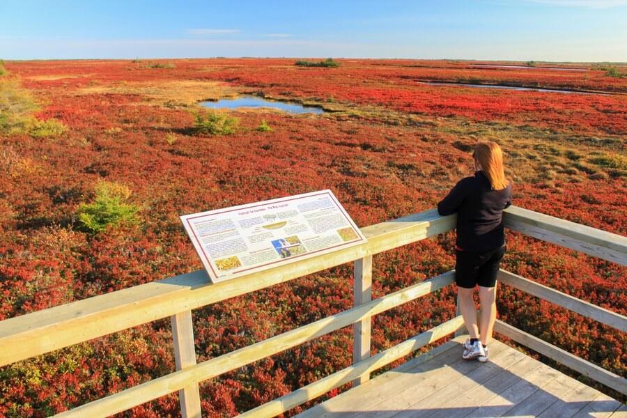 Miscou Island Peat Bogs / #CanadaDo / Best Things to Do in New Brunswick During Fall