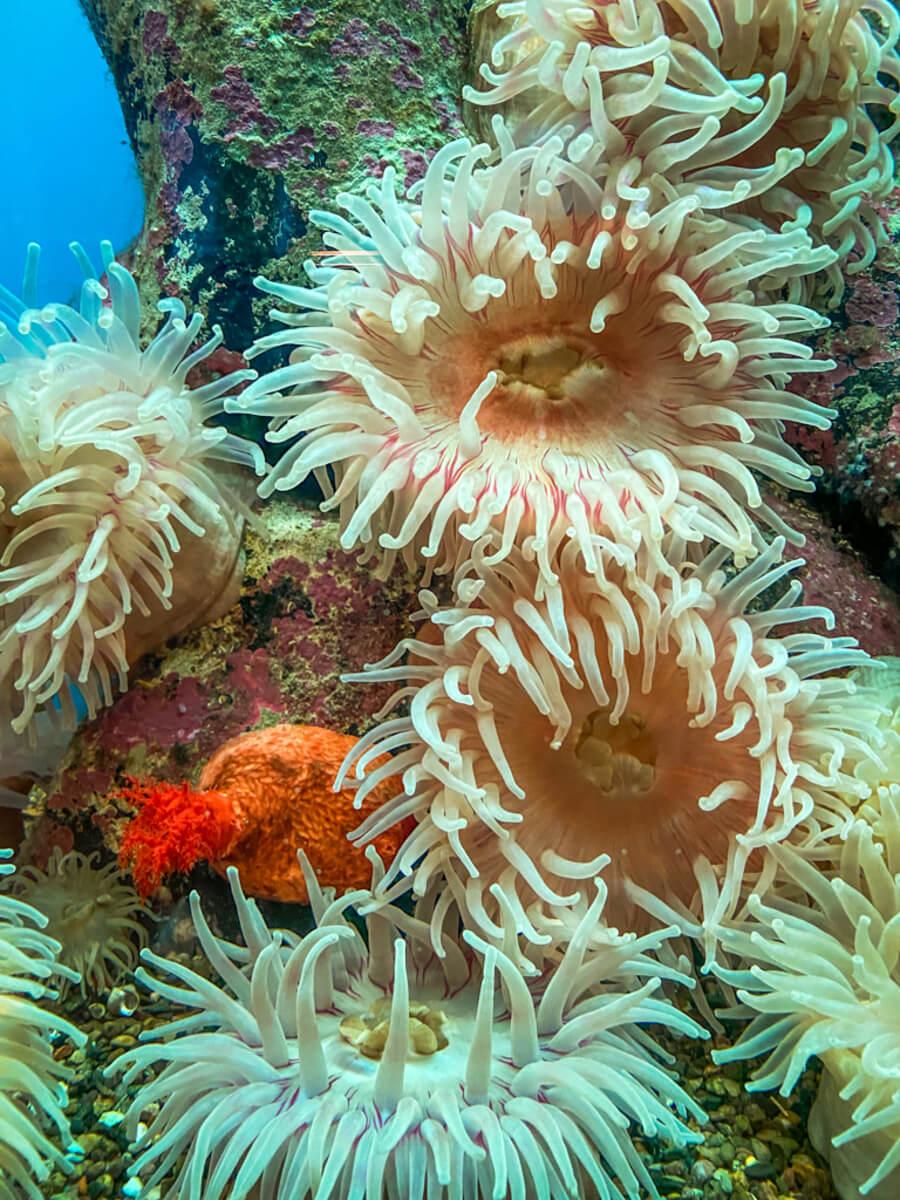 Graceful sea anemones at the New Brunswick Aquarium and Marine Centre in Shippagan