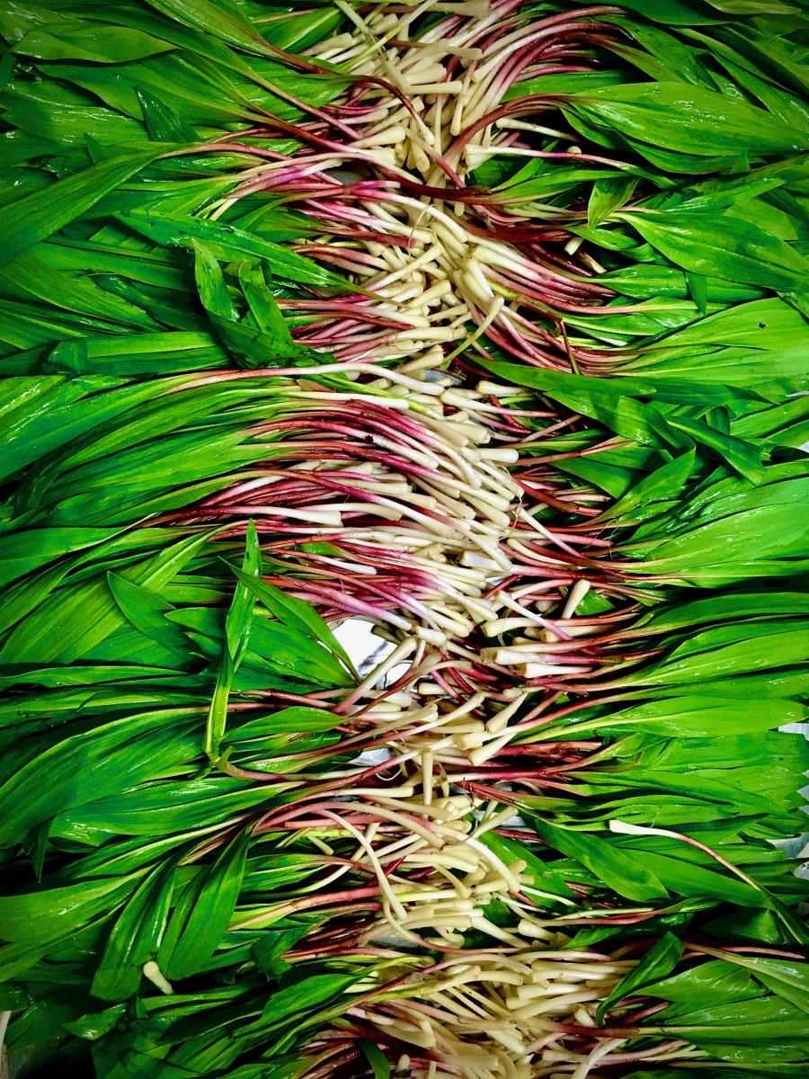 Harvest foraging New Brunswick Canada