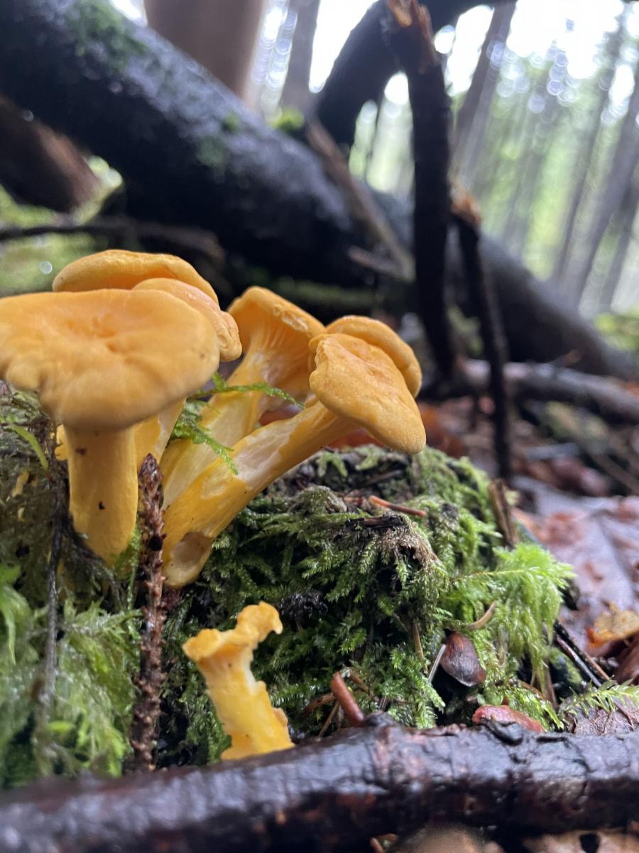 Mushroom foraging New Brunswick Canada