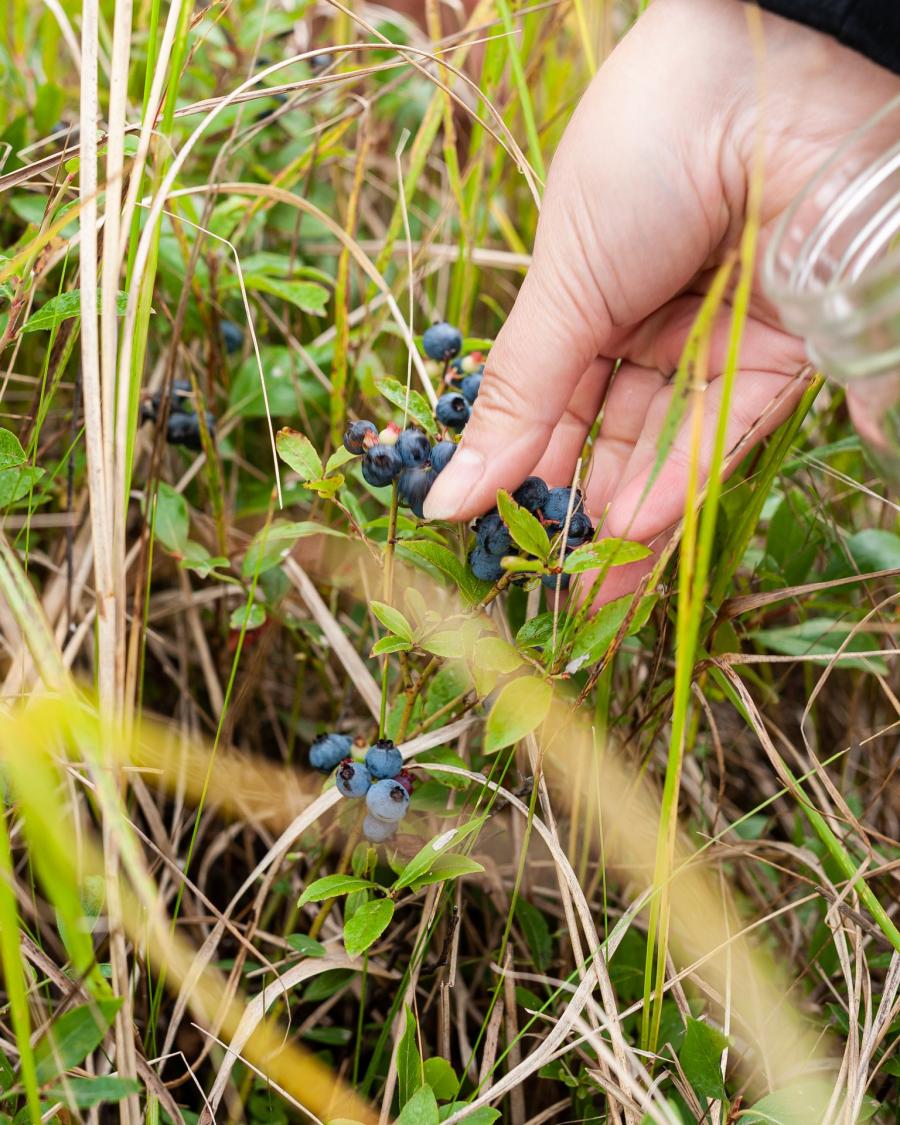 Blueberry picking, Acadian Peninsula