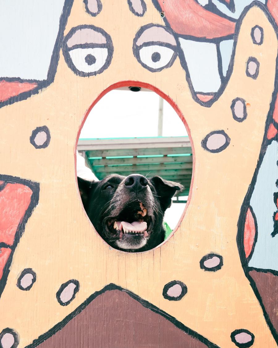 Max the Dog, Shediac's Pointe-du-Chêne Wharf