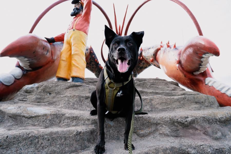 Max the Dog with Shediac's Giant Lobster