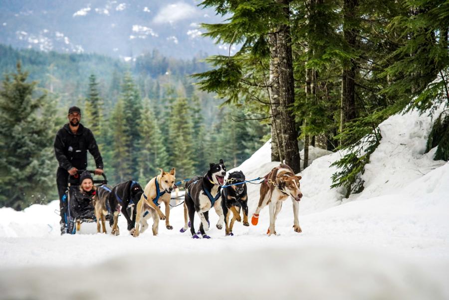 Dog sledding near Bathurst; photo credit:  Birch Bark Adventures