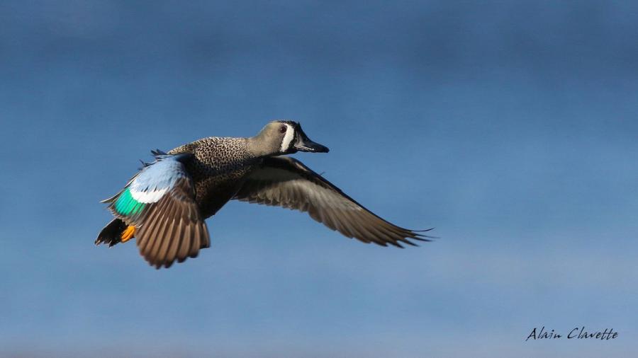 Blue-winged Teal - Alain Clavette