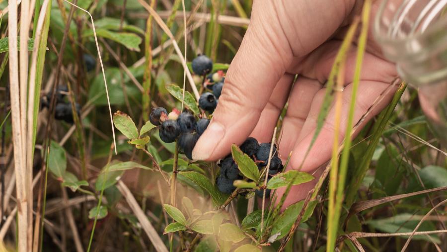 Picking Blueberries