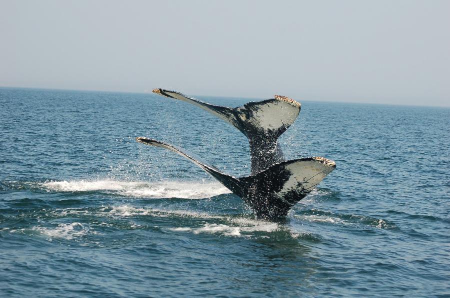 two whale tails breaking the surface of the water