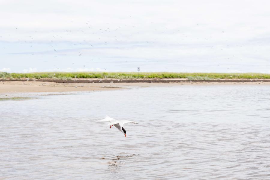 Lagon Saint-Louis, Kouchibouguac National Park - Paddling NB, James Donald