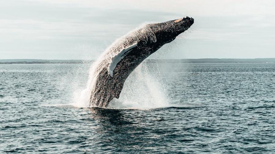 Whale-watching, Bay of Fundy