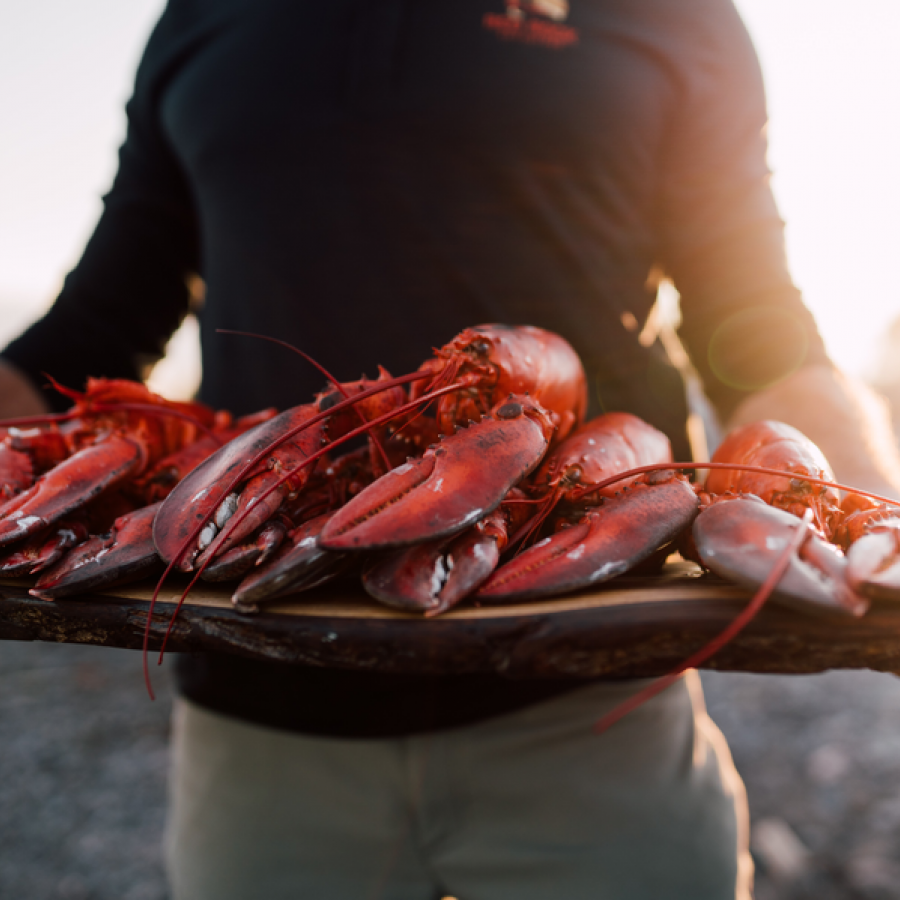 Lobsters New Brunswick