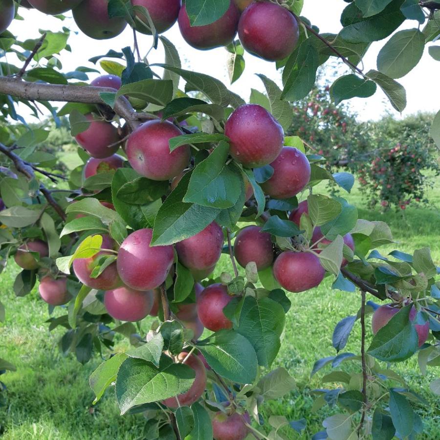 Apple Orchards and U-Picks / #ExploreNB / Tourism New Brunswick