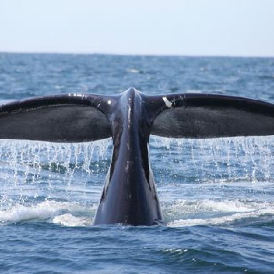 Whale-watching / #ExploreNB / Tourism New Brunswick