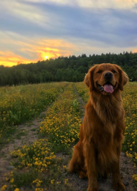 Alex Mayberry's dog in a field at sunset