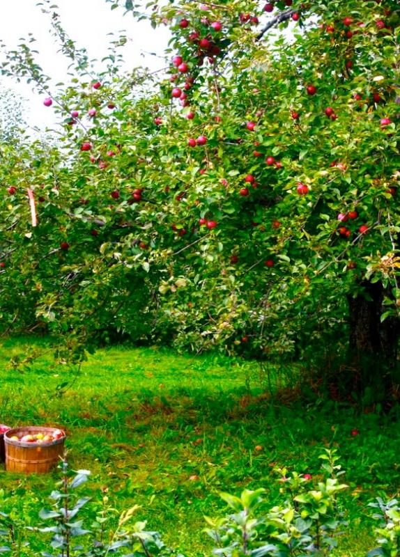 U-picks and orchards to guarantee you keep the doctor away this fall.