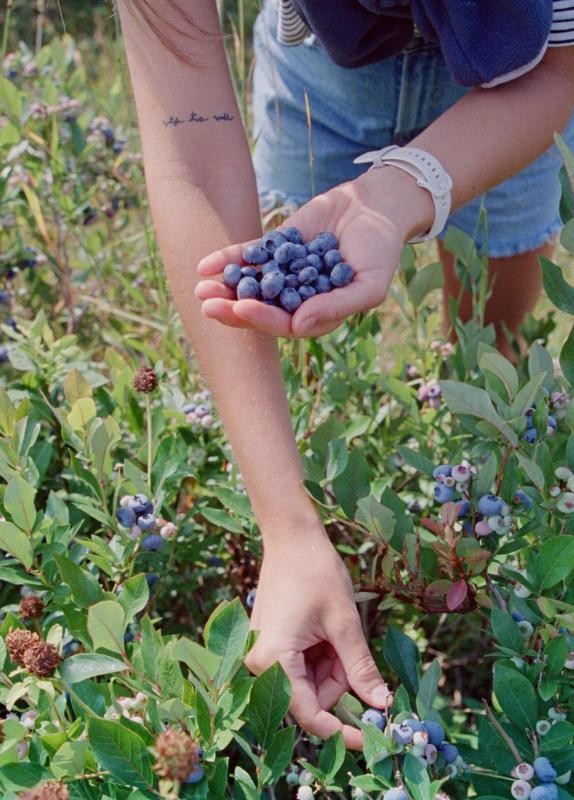 Blueberry picking