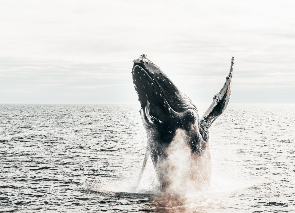 the head and body of a whale breaking through the ocean in New Brunswick